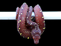 VR-18-06 Green Tree Python Neonate