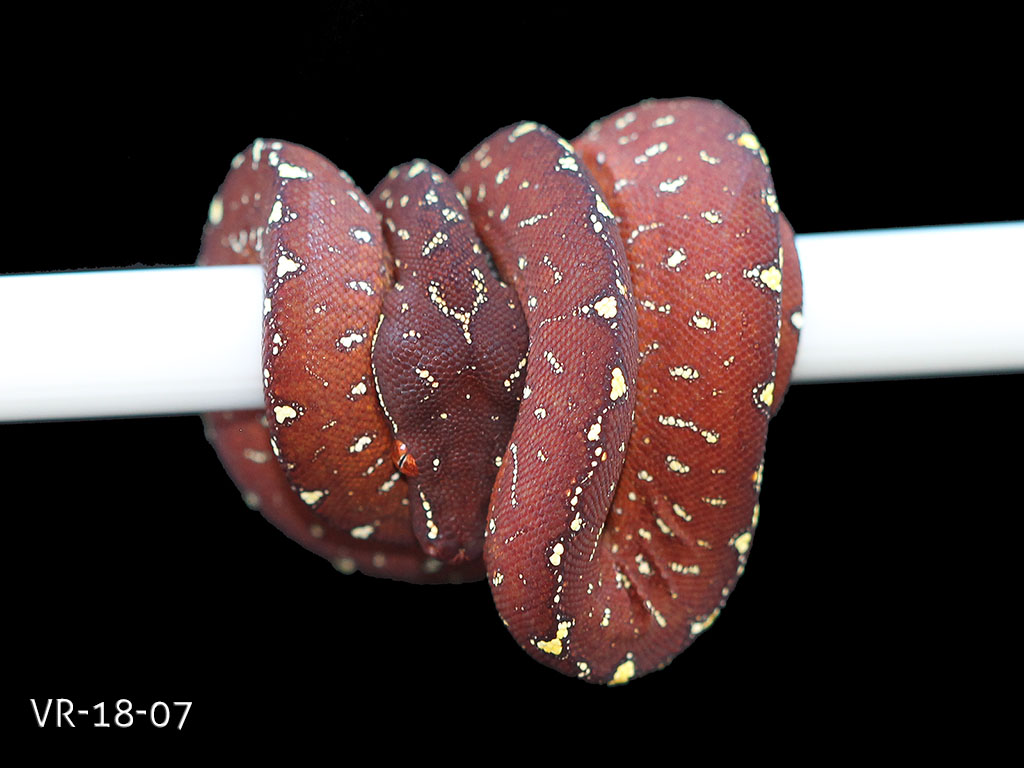 Green Tree Python Breeding Projects | ViridisPython