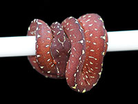 VR-18-07 Green Tree Python Neonate