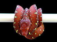 VR-18-08 Green Tree Python Neonate