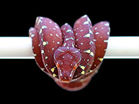 VR-18-09 Green Tree Python Neonate