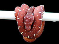 VR-18-10 Green Tree Python Neonate