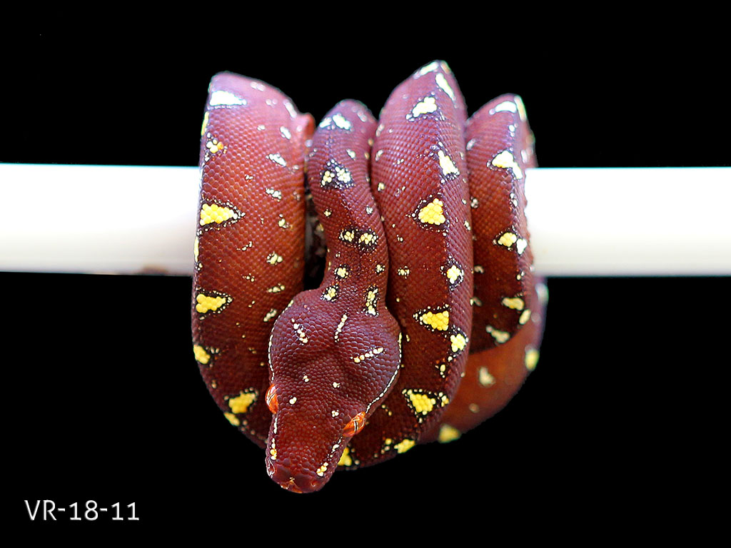 Green Tree Python Breeding Projects | ViridisPython
