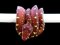 VR-18-11 Green Tree Python Neonate