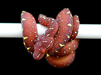 VR-18-12 Green Tree Python Neonate