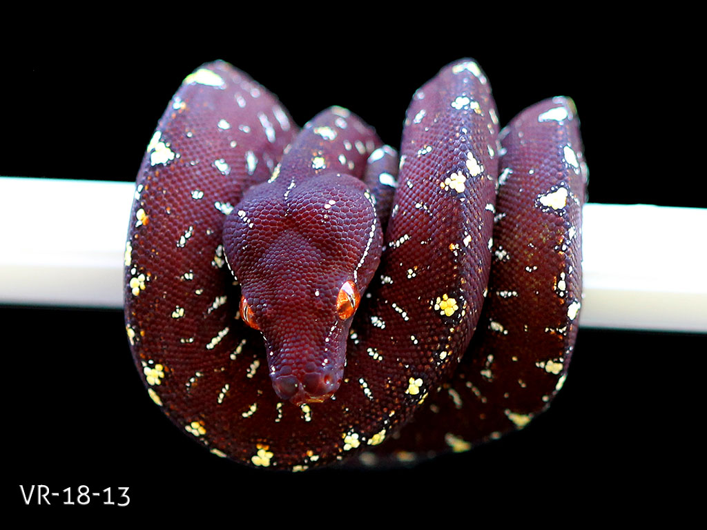Green Tree Python Breeding Projects | ViridisPython