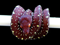 VR-18-13 Green Tree Python Neonate