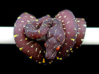 VR-18-14 Green Tree Python Neonate