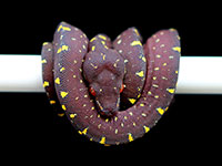 VR-18-15 Green Tree Python Neonate