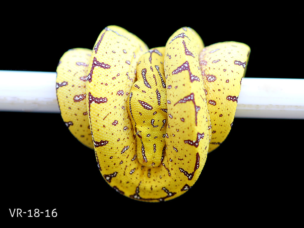 Green Tree Python Breeding Projects | ViridisPython
