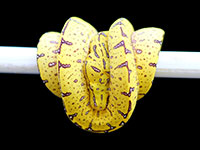 VR-18-16 Green Tree Python Neonate