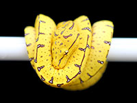 VR-18-17 Green Tree Python Neonate