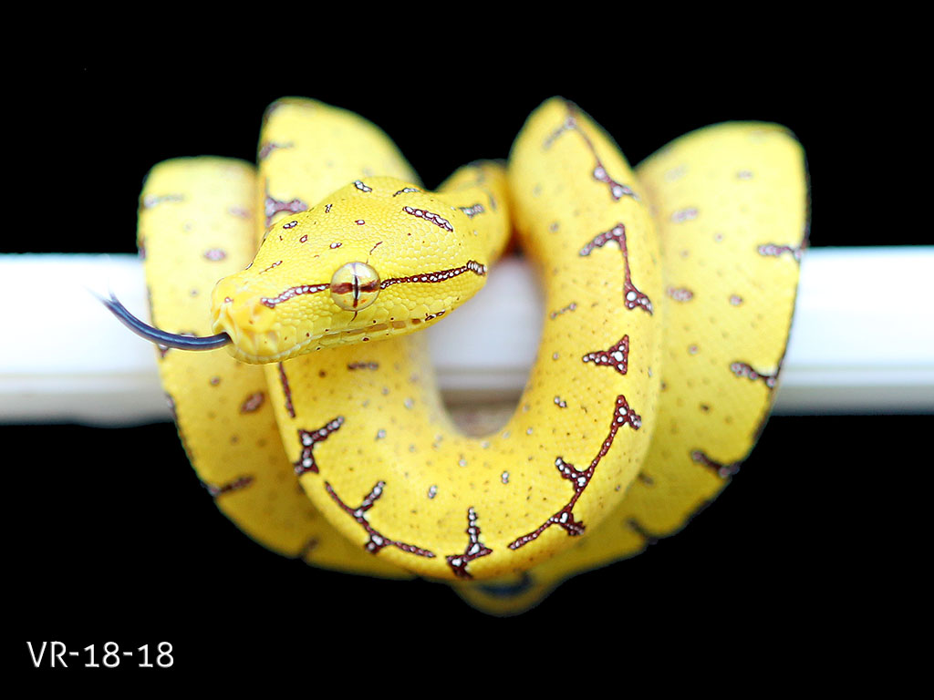 Green Tree Python Breeding Projects | ViridisPython