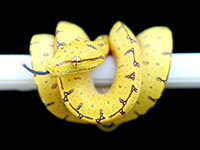 VR-18-18 Green Tree Python Neonate