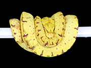 VR-18-19 Green Tree Python Neonate