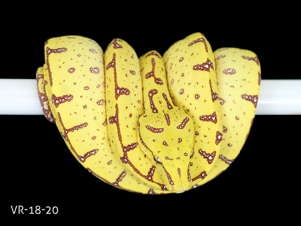 Green Tree Python Breeding Projects | ViridisPython