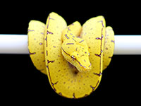 VR-18-21 Green Tree Python Neonate