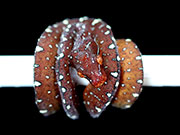 VR-19-01 Green Tree Python Neonate