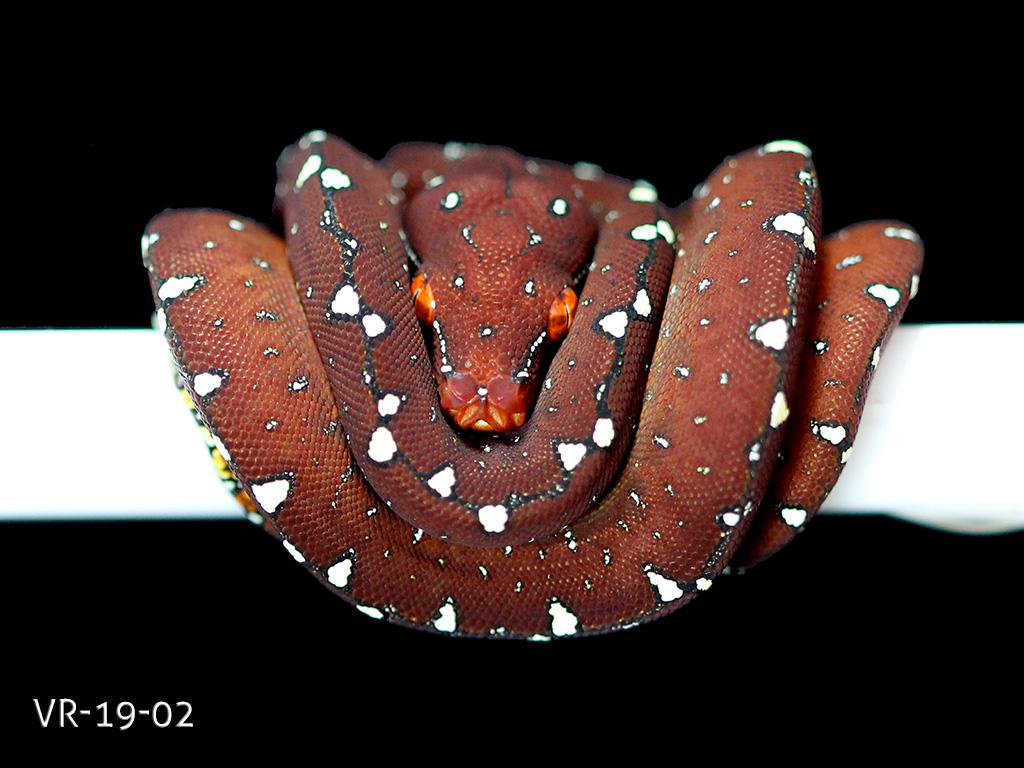 Green Tree Python Breeding Projects | ViridisPython