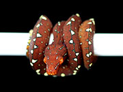 VR-19-03 Green Tree Python Neonate