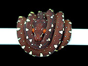 VR-19-05 Green Tree Python Neonate