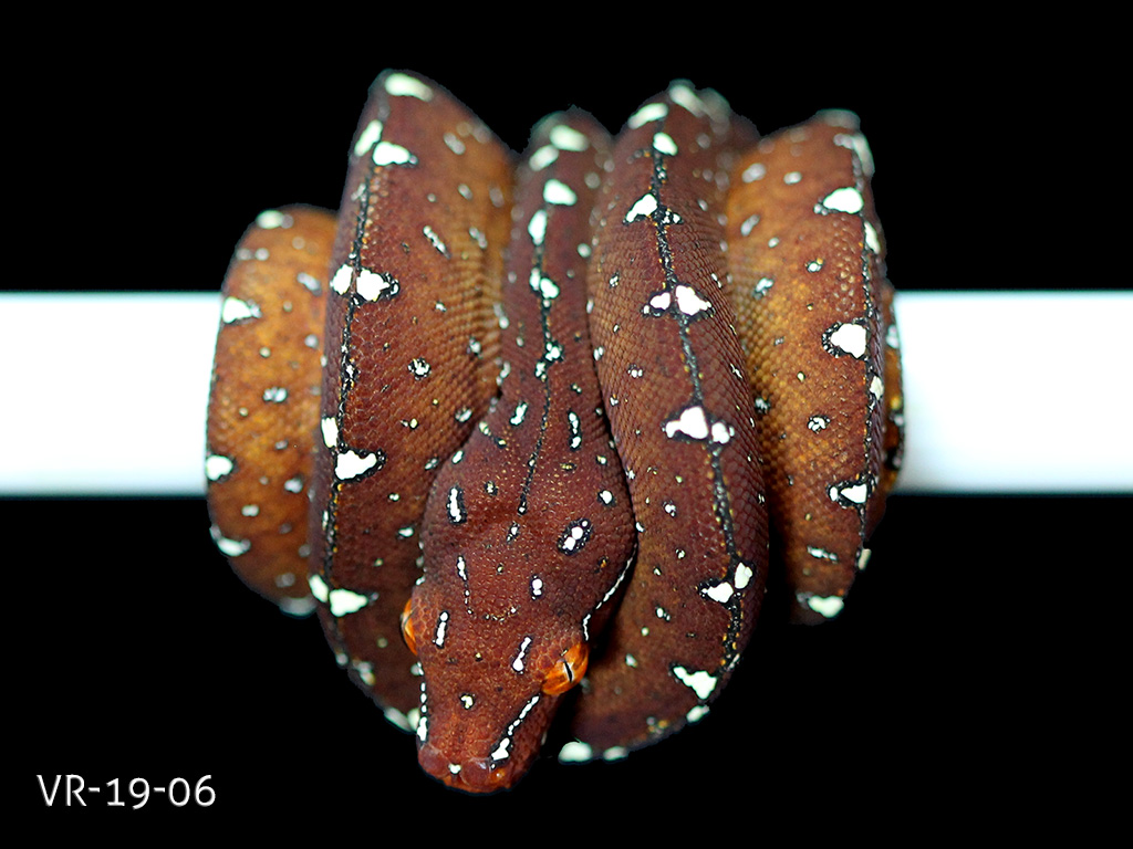 Green Tree Python Breeding Projects | ViridisPython