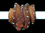 VR-19-06 Green Tree Python Neonate
