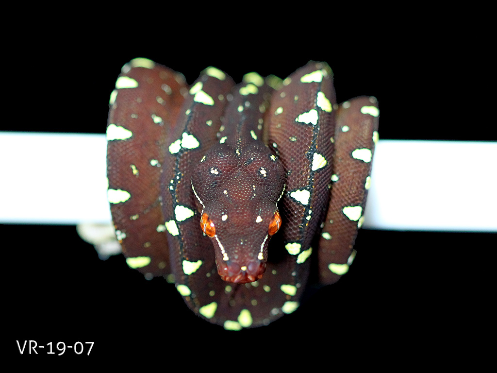 Green Tree Python Breeding Projects | ViridisPython