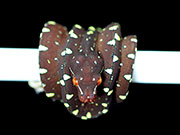 VR-19-07 Green Tree Python Neonate