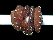 VR-19-08 Green Tree Python Neonate