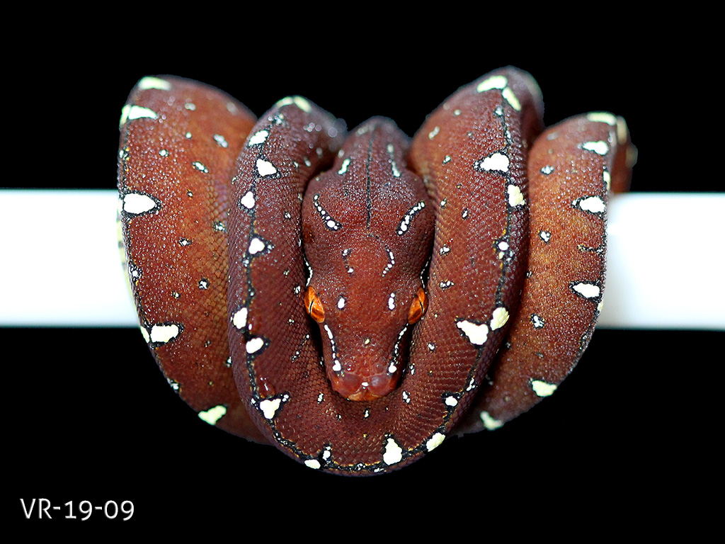 Green Tree Python Breeding Projects | ViridisPython