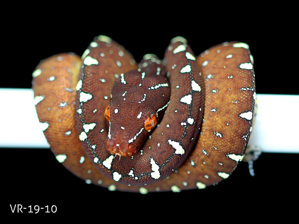 Green Tree Python Breeding Projects | ViridisPython