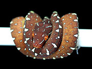 VR-19-10 Green Tree Python Neonate