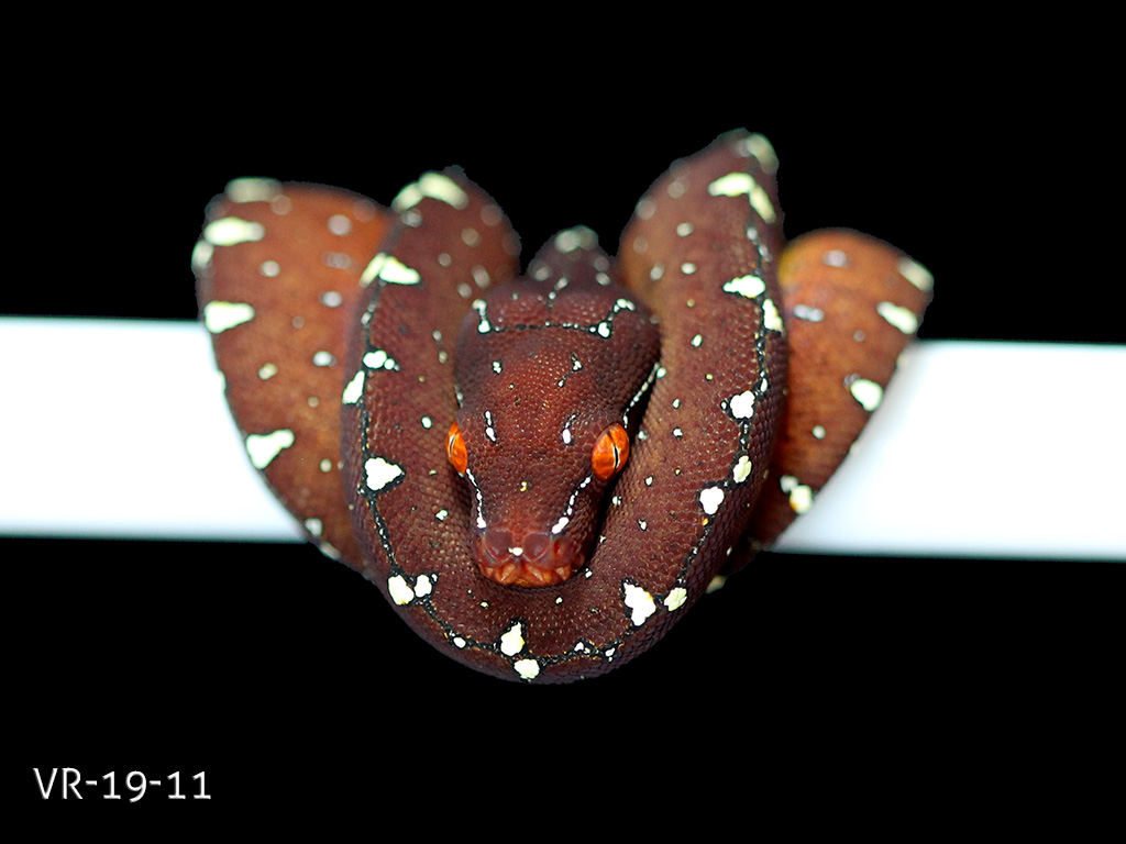 Green Tree Python Breeding Projects | ViridisPython