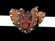 VR-19-11 Green Tree Python Neonate