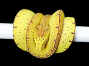 VR-19-12 Green Tree Python Neonate