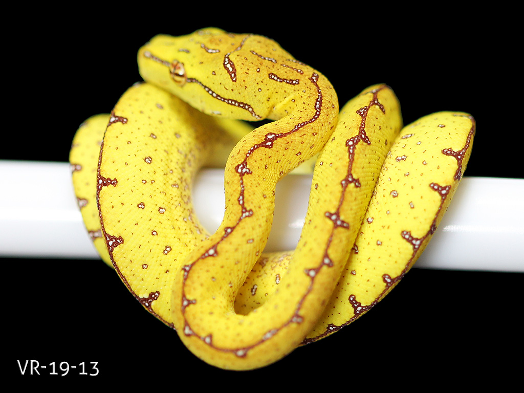 Green Tree Python Breeding Projects | ViridisPython