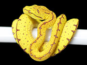 VR-19-13 Green Tree Python Neonate