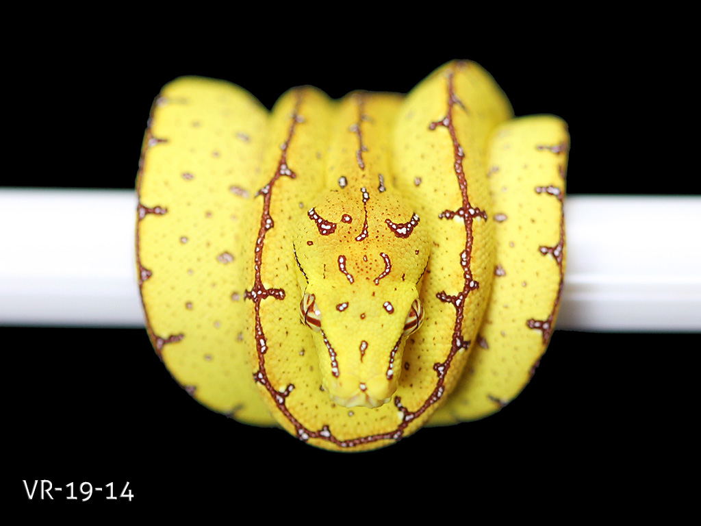 Green Tree Python Breeding Projects | ViridisPython