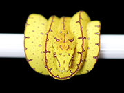 VR-19-14 Green Tree Python Neonate