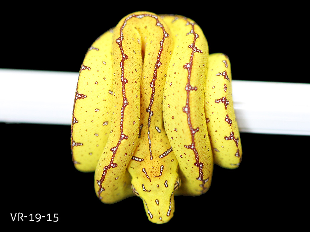 Green Tree Python Breeding Projects | ViridisPython