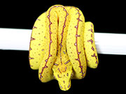 VR-19-15 Green Tree Python Neonate