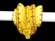 VR-20-01 Green Tree Python Neonate