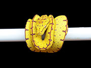VR-20-02 Green Tree Python Neonate