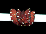 VR-20-03 Green Tree Python Neonate