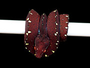 VR-20-04 Green Tree Python Neonate