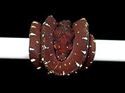 VR-20-05 Green Tree Python Neonate