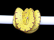 VR-20-06 Green Tree Python Neonate