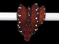 VR-20-07 Green Tree Python Neonate