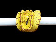 VR-20-08 Green Tree Python Neonate